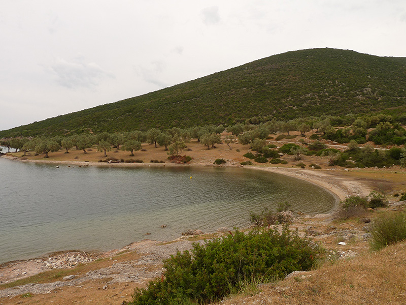in Grecia:  Nemoptera bipennis ?   No, Nemoptera coa